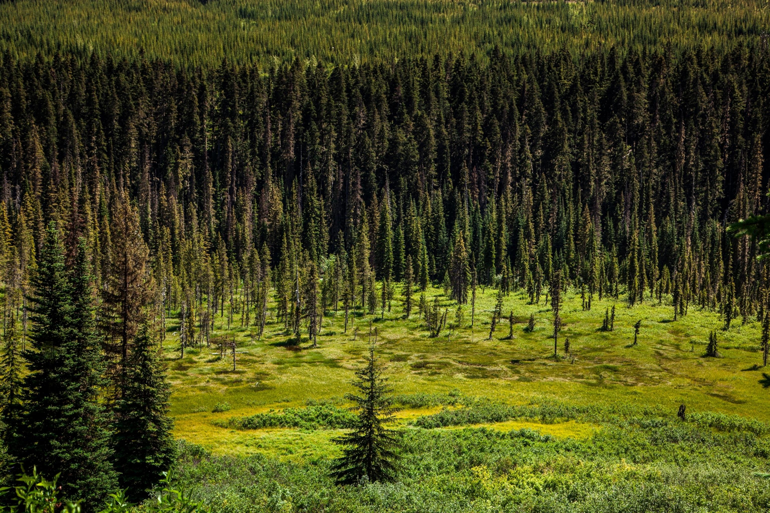 Forest gardens' show how Native land stewardship can outdo nature