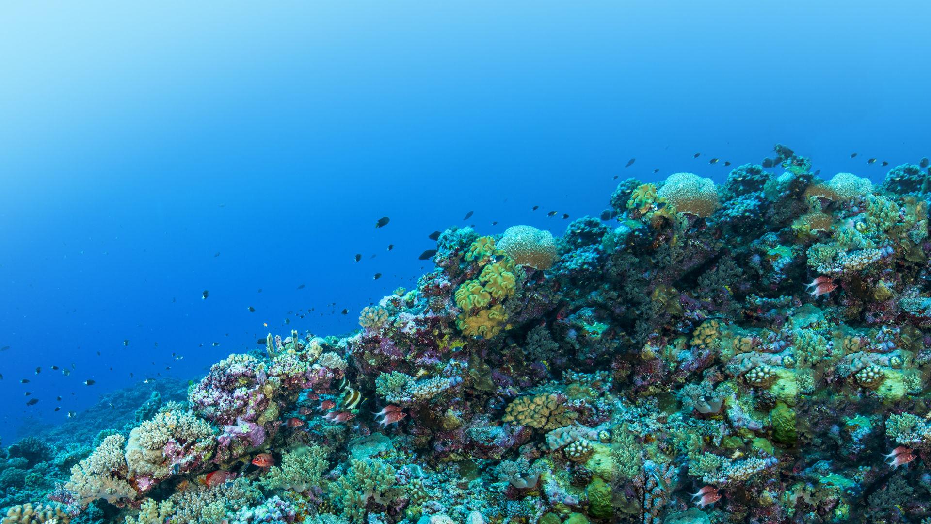Your actions can help; 5 ways the help save the Great Barrier Reef ...