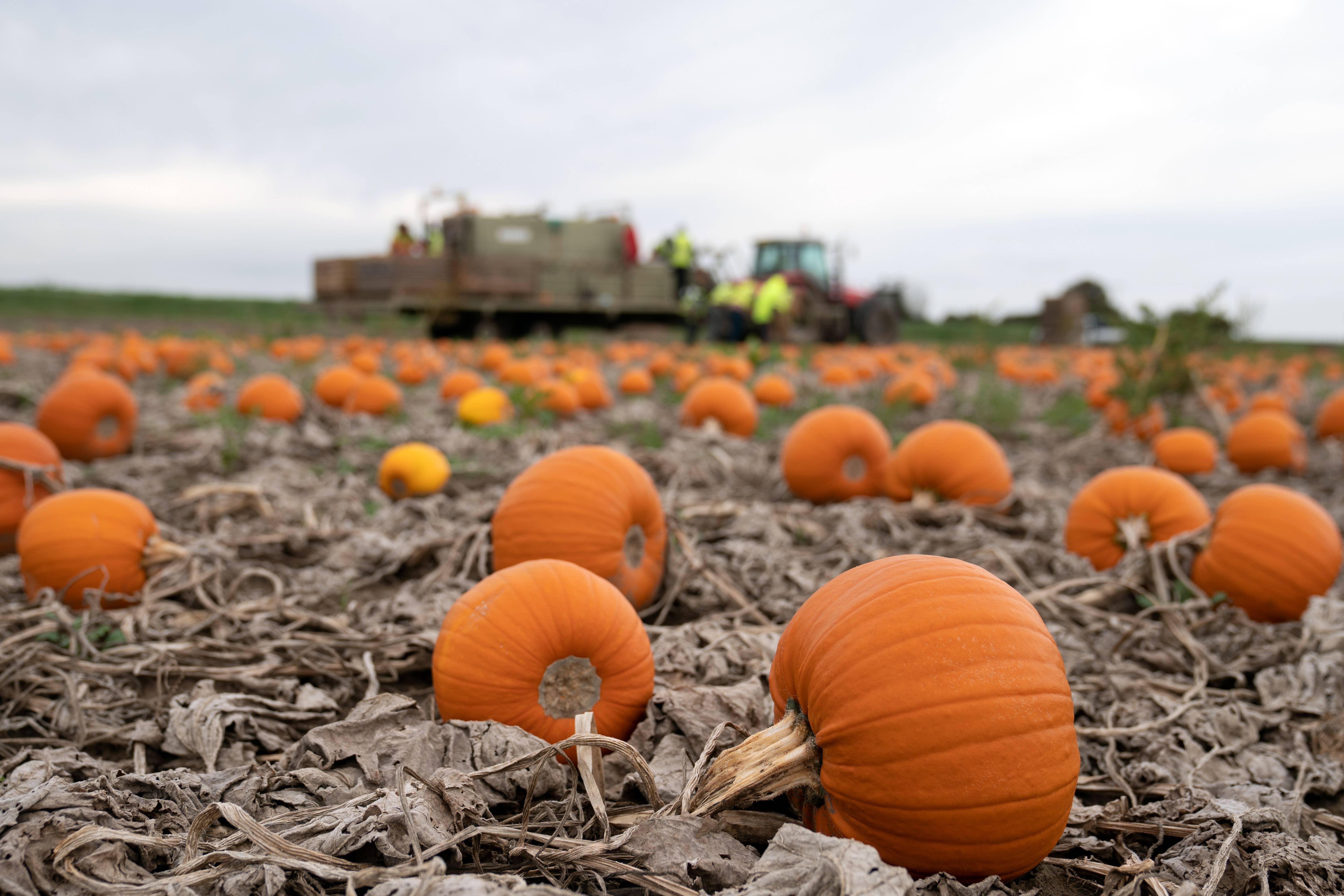 Climate change hits Halloween as farmers see pumpkin crops fail ...